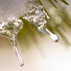 SmugMug > keywords > nature > october2008 photo