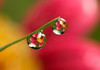 SmugMug > popular all-time > Printable Macros photo