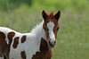SmugMug > popular all-time > Colts are such fun to watch.

If you enjoy horses, there are more shots here:
http://www.michaelsullivan.smugmug.com/gallery/3214971_ExktH#P-1-15
