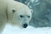 SmugMug > keywords > white bear > polar bear