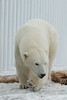 SmugMug > keywords > white bear > Animals photo