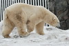 SmugMug > keywords > white bear > Animals photo